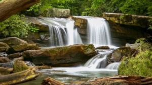 Once a pipe dream, Trout Unlimited and FODC continue to help the brown trout population in Deckers Creek thrive